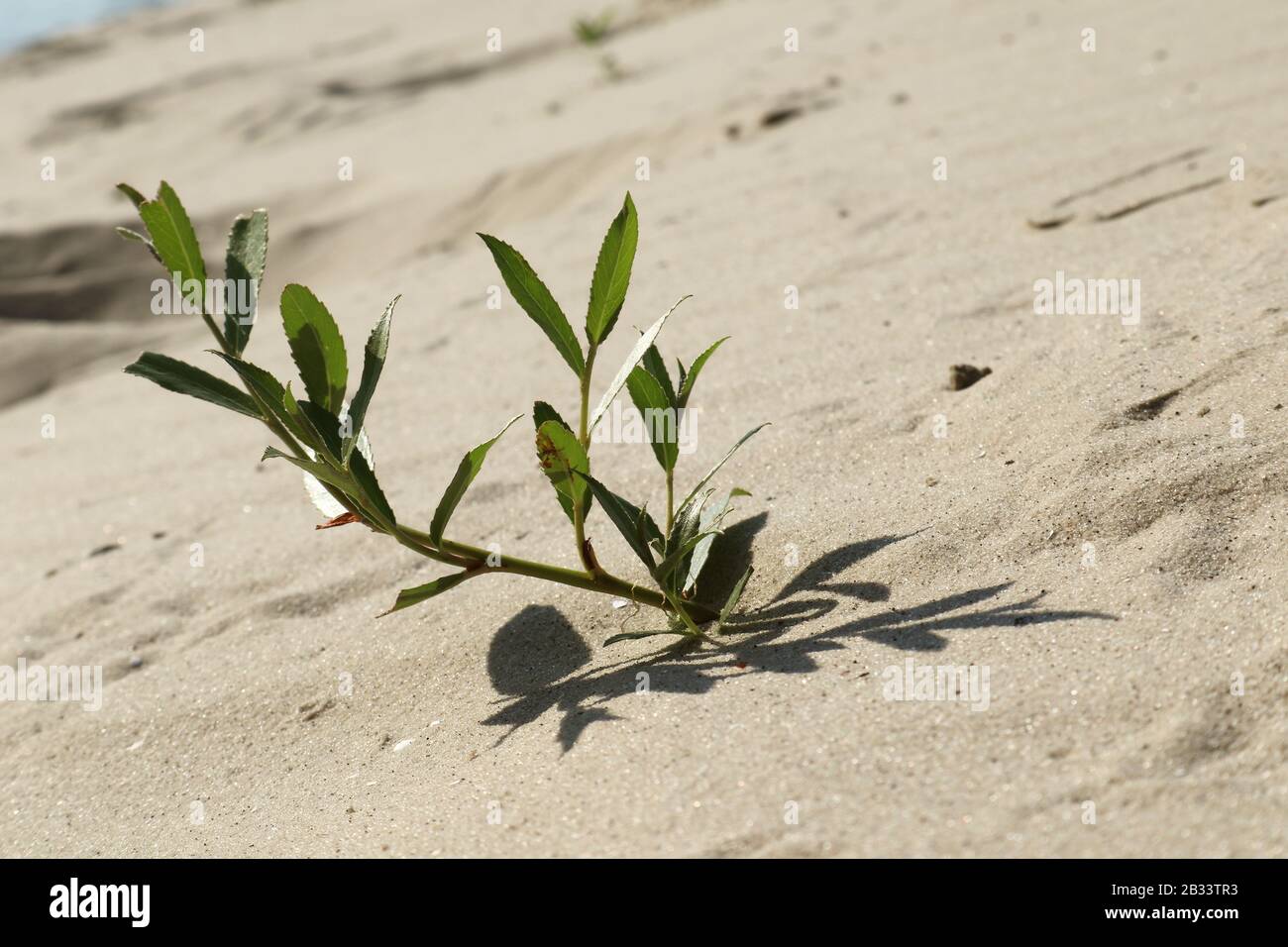 Sand dunes close-up macro desert plant green nature. White and yellow sand natural texture background Stock Photo