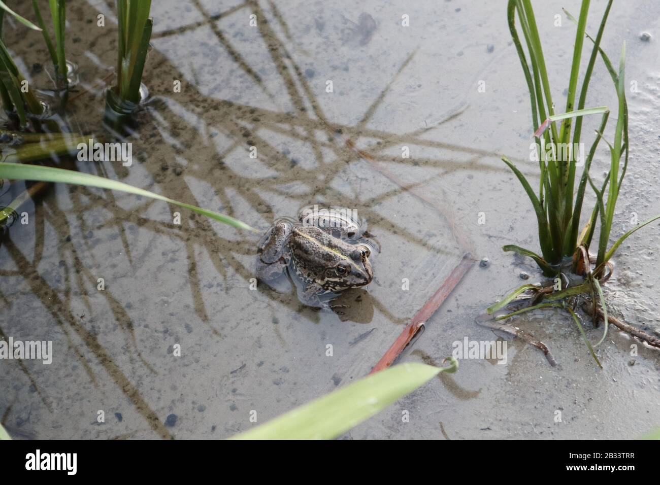 Frog sitting on the river bank shore close-up wild biology fauna nature photo Stock Photo