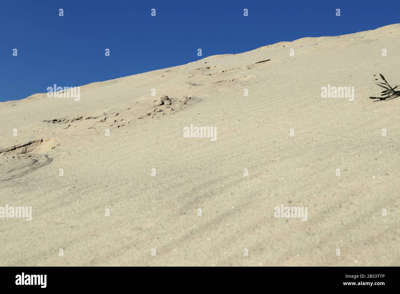 Sand dunes close-up macro nature. White and yellow sand natural texture background. Blue sky and yellow sand and desert plant natural. Stock Photo