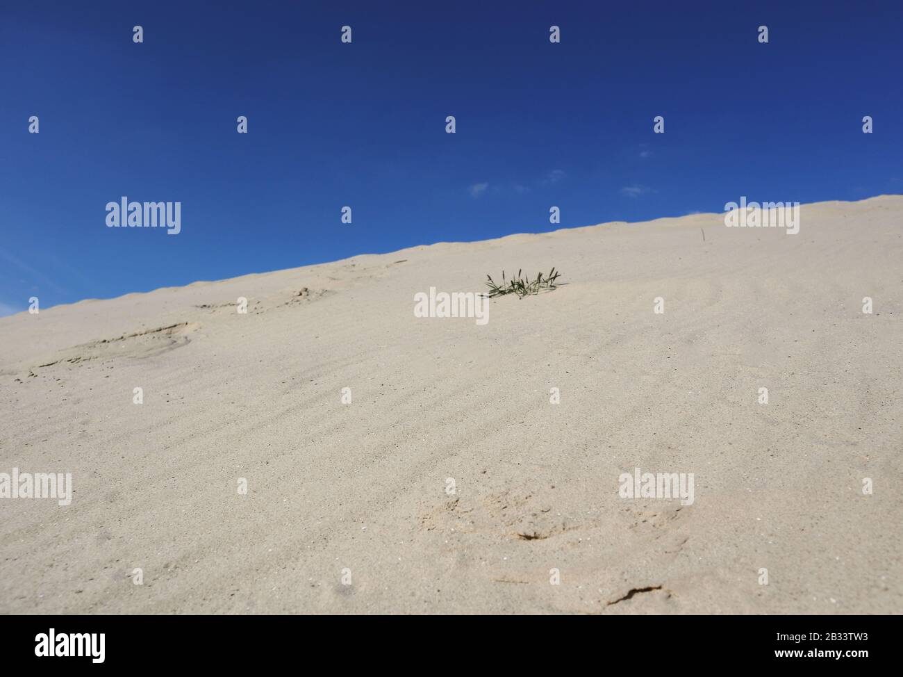 Sand dunes close-up macro nature. White and yellow sand natural texture background. Blue sky and yellow sand and desert plant natural. Stock Photo