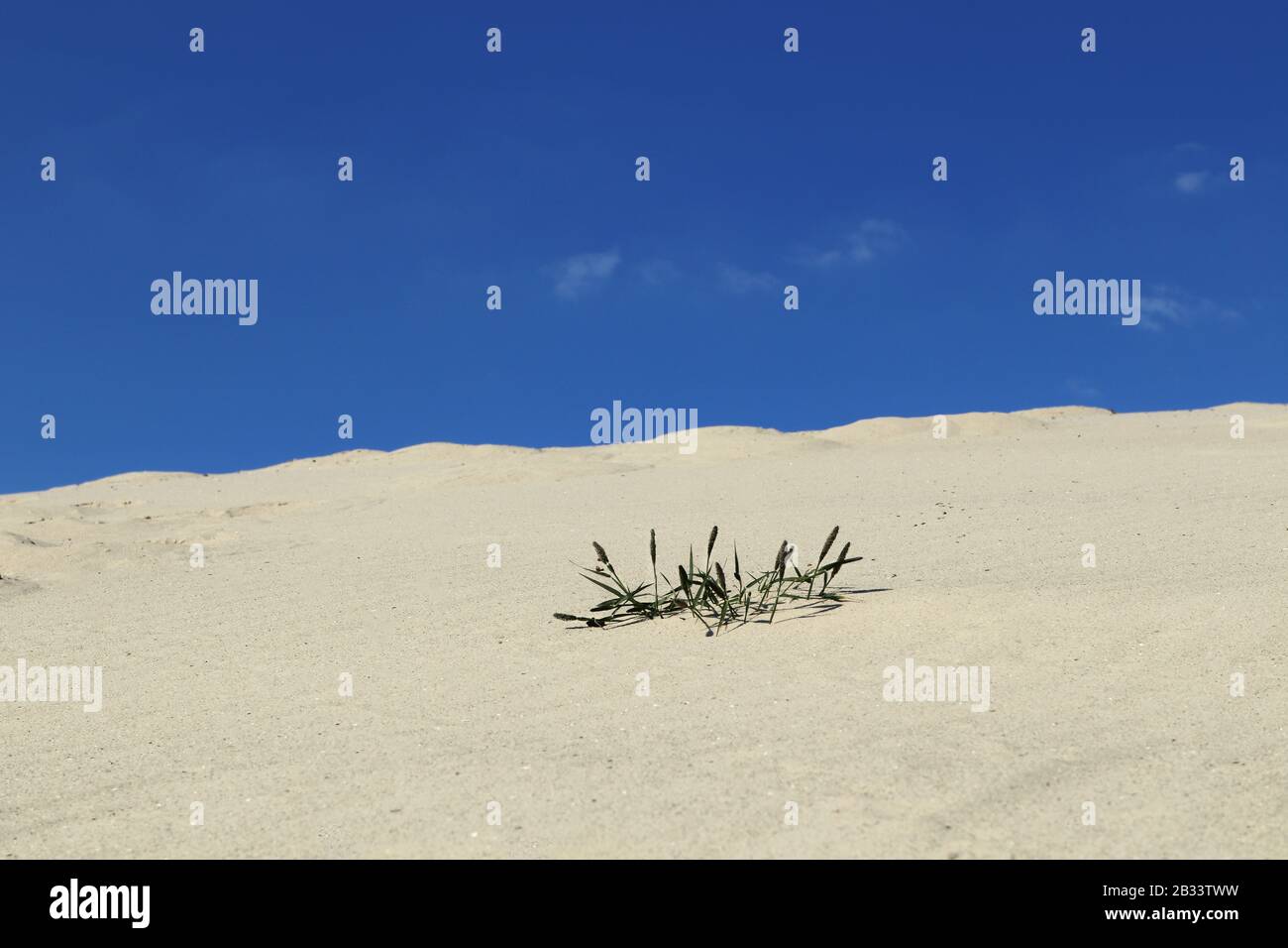 Sand dunes close-up macro nature. White and yellow sand natural texture background. Blue sky and yellow sand and desert plant natural. Stock Photo