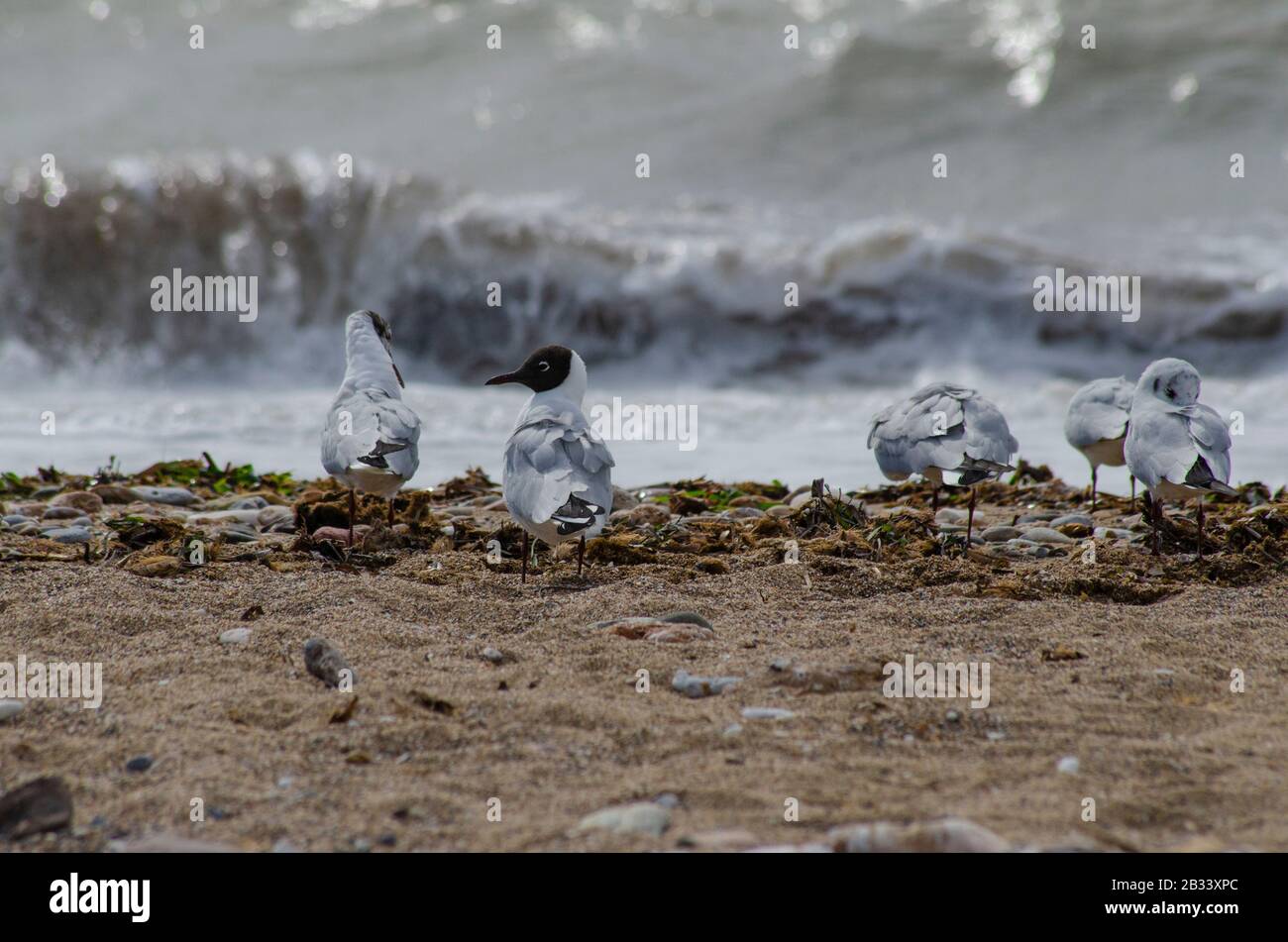 A flock of Mediterranean gulls ( Larus melanocephalus ) on a beach near Glyfada Athens Greece. The gulls are just beginning to loose their winter plum Stock Photo