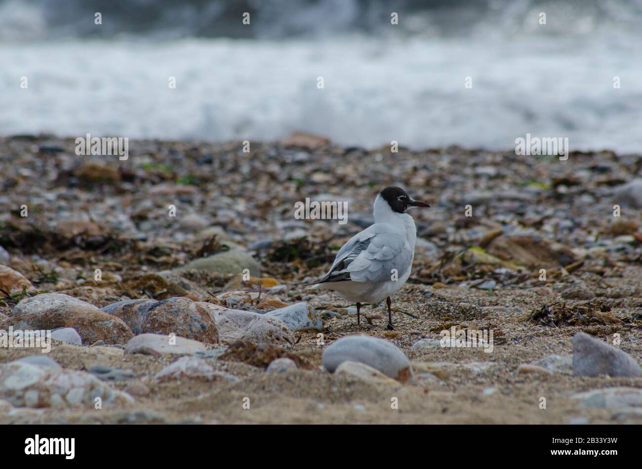 A Mediterranean gull ( Larus melanocephalus ) on a beach near Glyfada Athens Greece. The gulls are just beginning to loose their winter plumage as spr Stock Photo