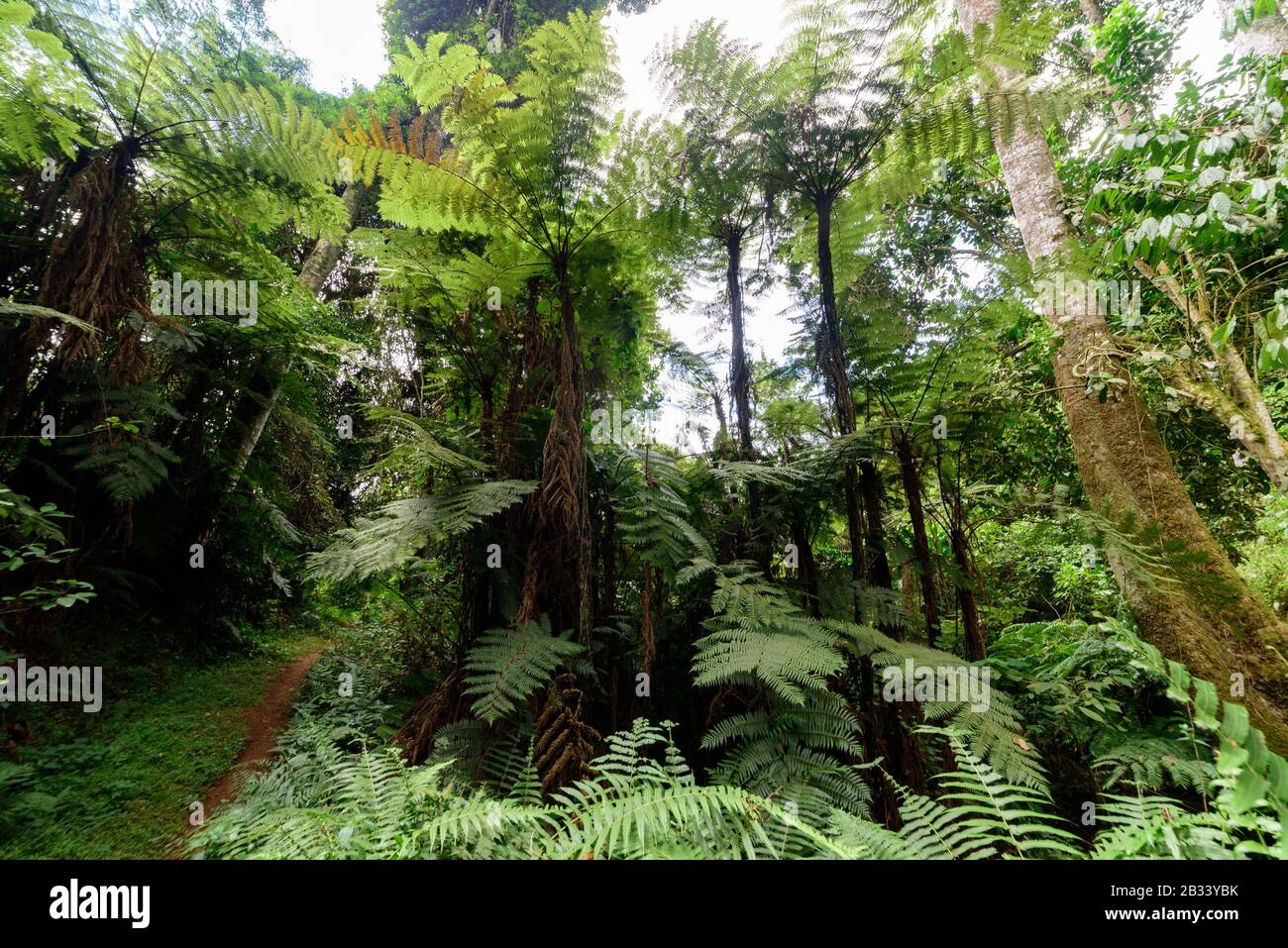 The primary rainforest in the Usambara Mountains Stock Photo