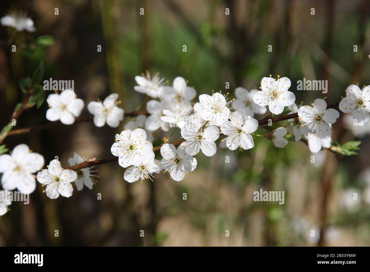White flowers of blooming Sour Cherry Tree Prunus Cerasus towards blue sky at spring season close up dreamy inflorescence with blurred background Stock Photo