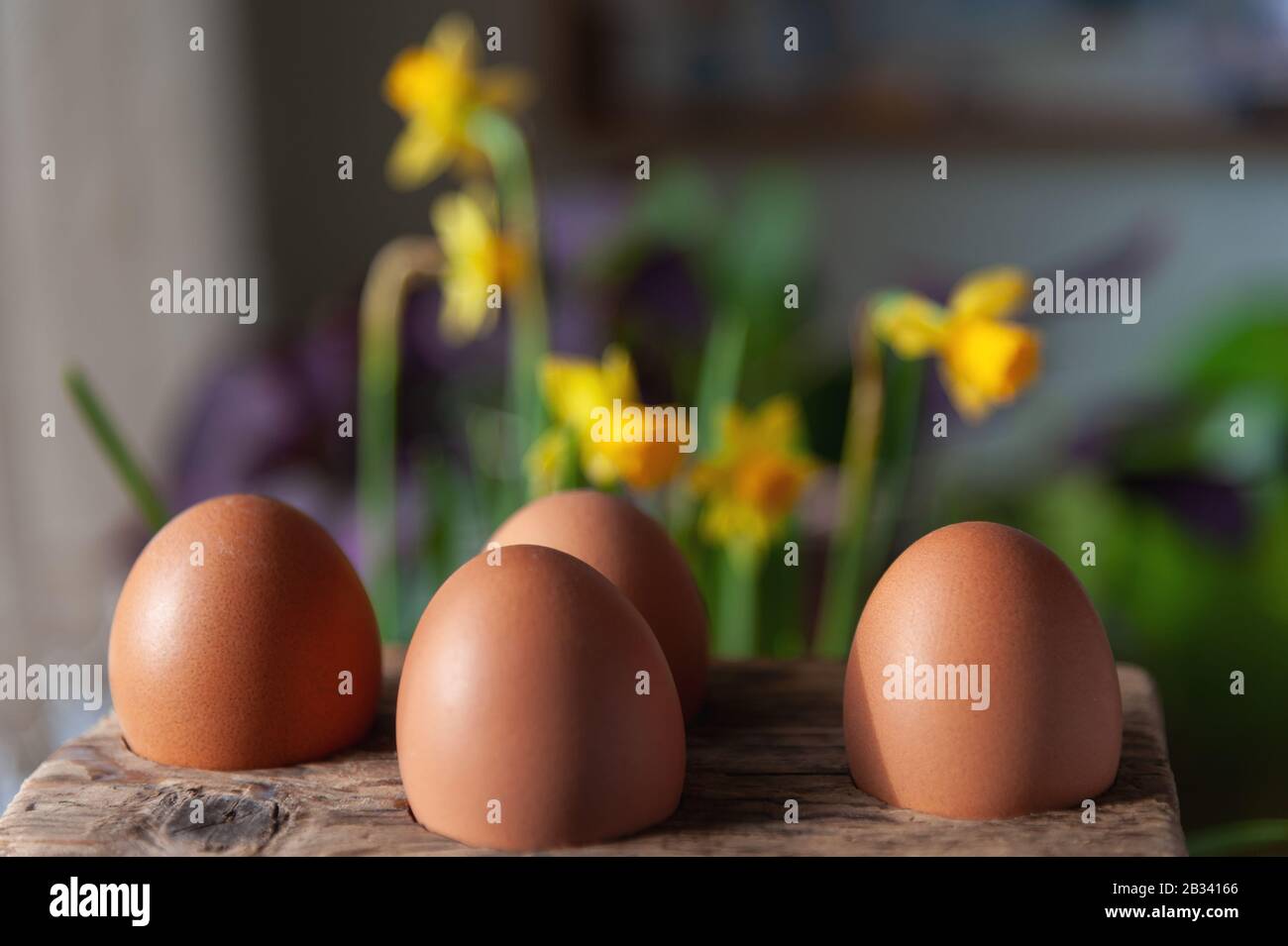 Eggs sitting in a wooden holder in front of miniature daffodils. Stock Photo