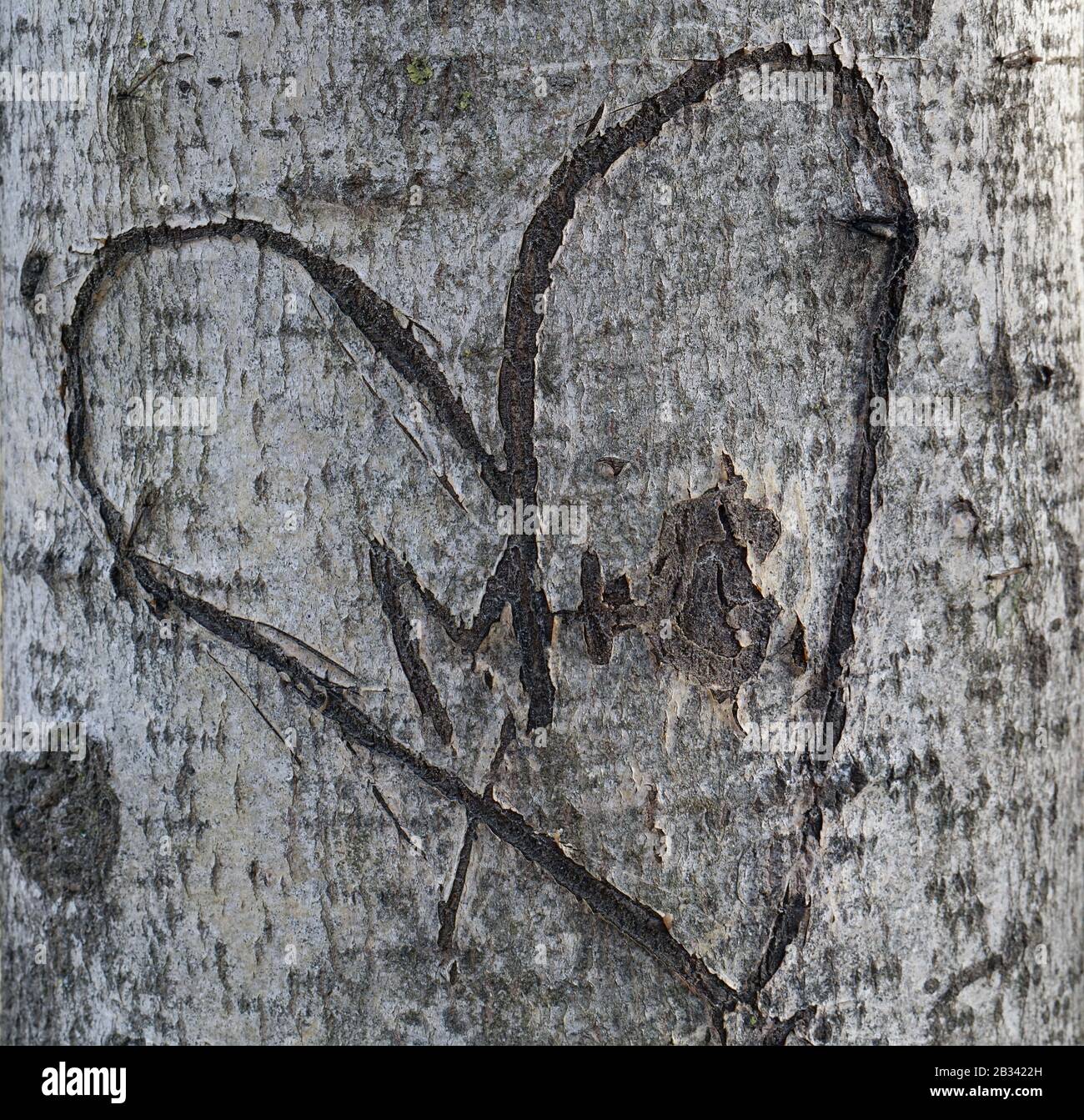 On a trunk of an aspen tree with a knife, a love heart and letters are carved Stock Photo