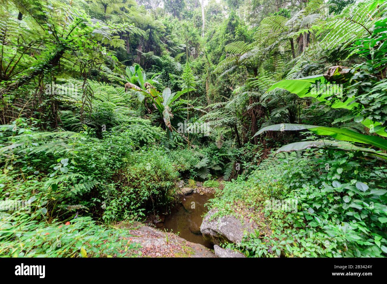 The primary rainforest in the Usambara Mountains Stock Photo