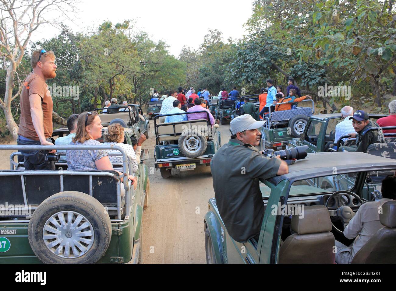 Gathering Of Jeeps As Tourists Search For Asiatic Lions In Gir National Park, Gujarat, India Stock Photo