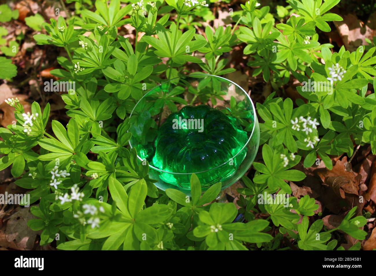The picture shows a woodruff dessert in a woodruff field Stock Photo