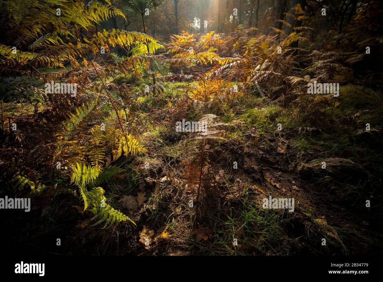 Trees and bushes covering the ground of a forest under the sunlight in ...