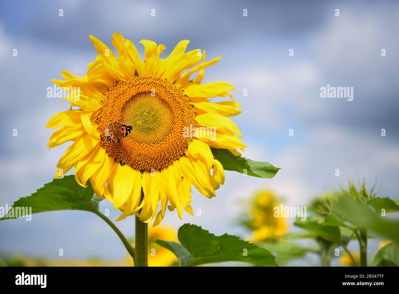 Sunflower flower against a background of blue sky with butterfly Stock Photo