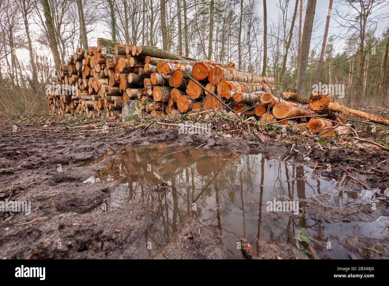 Landscape shot with a woodpile in the forest with tree trunks felld because of pest infestation and a puddle in a tractor track in the foreground. See Stock Photo
