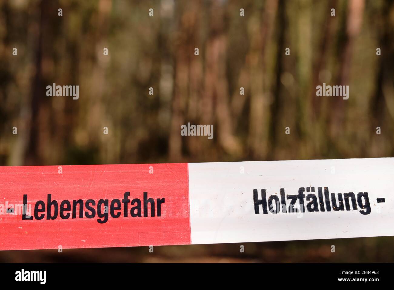 Close-up of a red and white  barrier tape that says Lebensgefahr - Holzfällung ( risk of death - tree felling ) in front of the trees of a forest. See Stock Photo