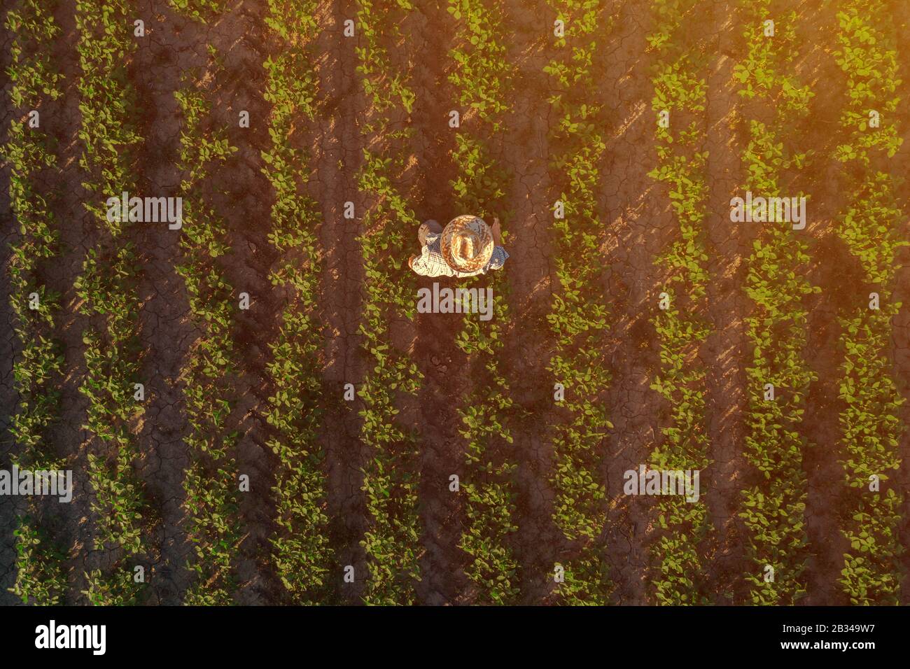 Soybean farmer in field, aerial view of agronomist standing in organic crop plantation observing development of the plants Stock Photo