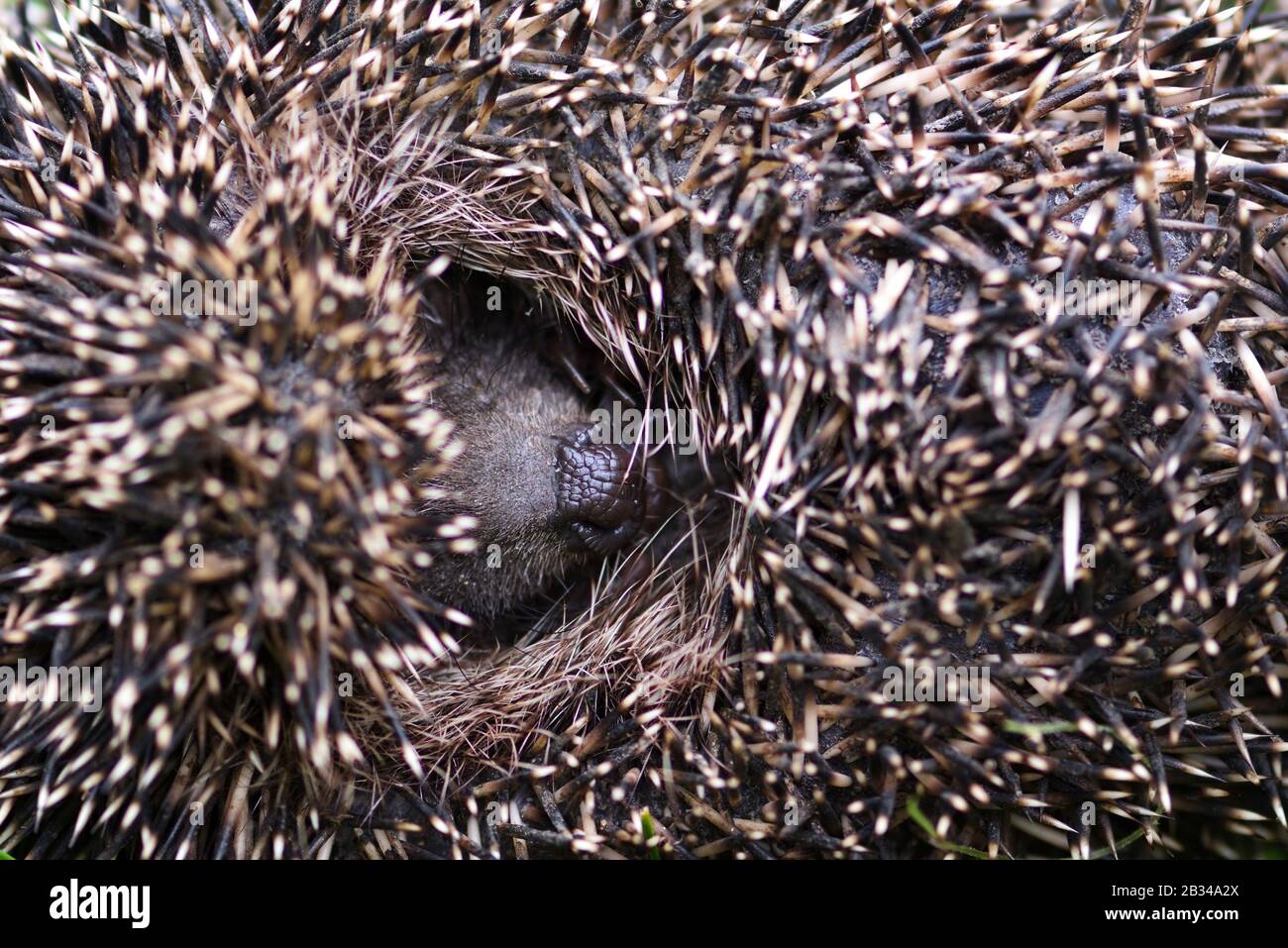 Western European Hedgehog (Erinaceus) curled up into a ball Stock Photo