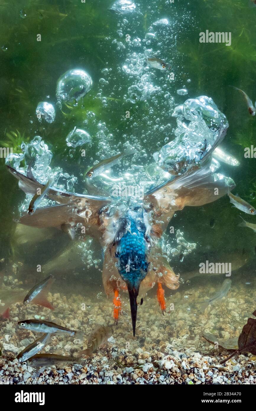Kingfisher diving underwater hires stock photography and images Alamy