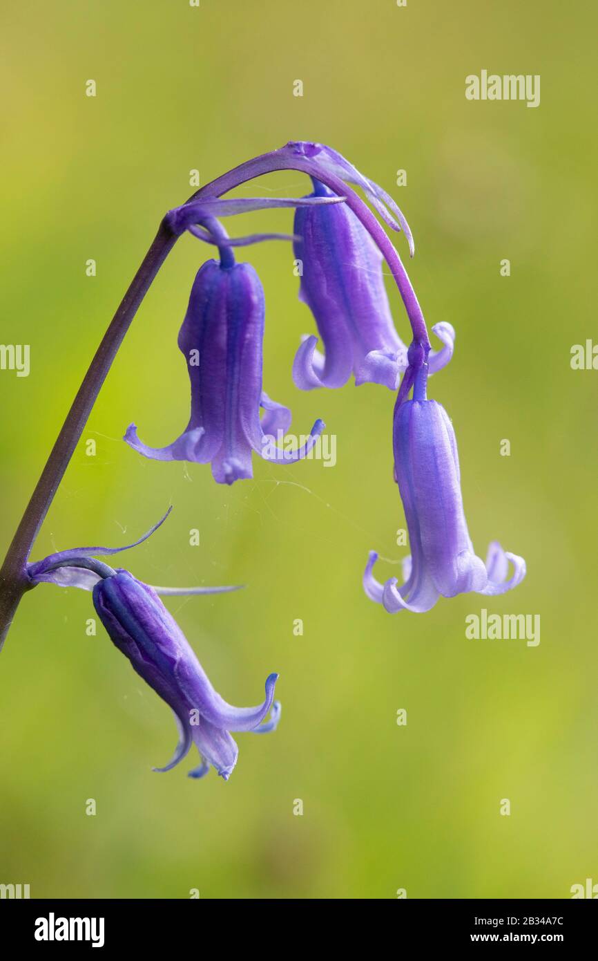 Atlantic bluebell (Hyacinthoides non-scripta, Endymion non-scriptus, Scilla non-scripta), flowers, France, Brittany Stock Photo