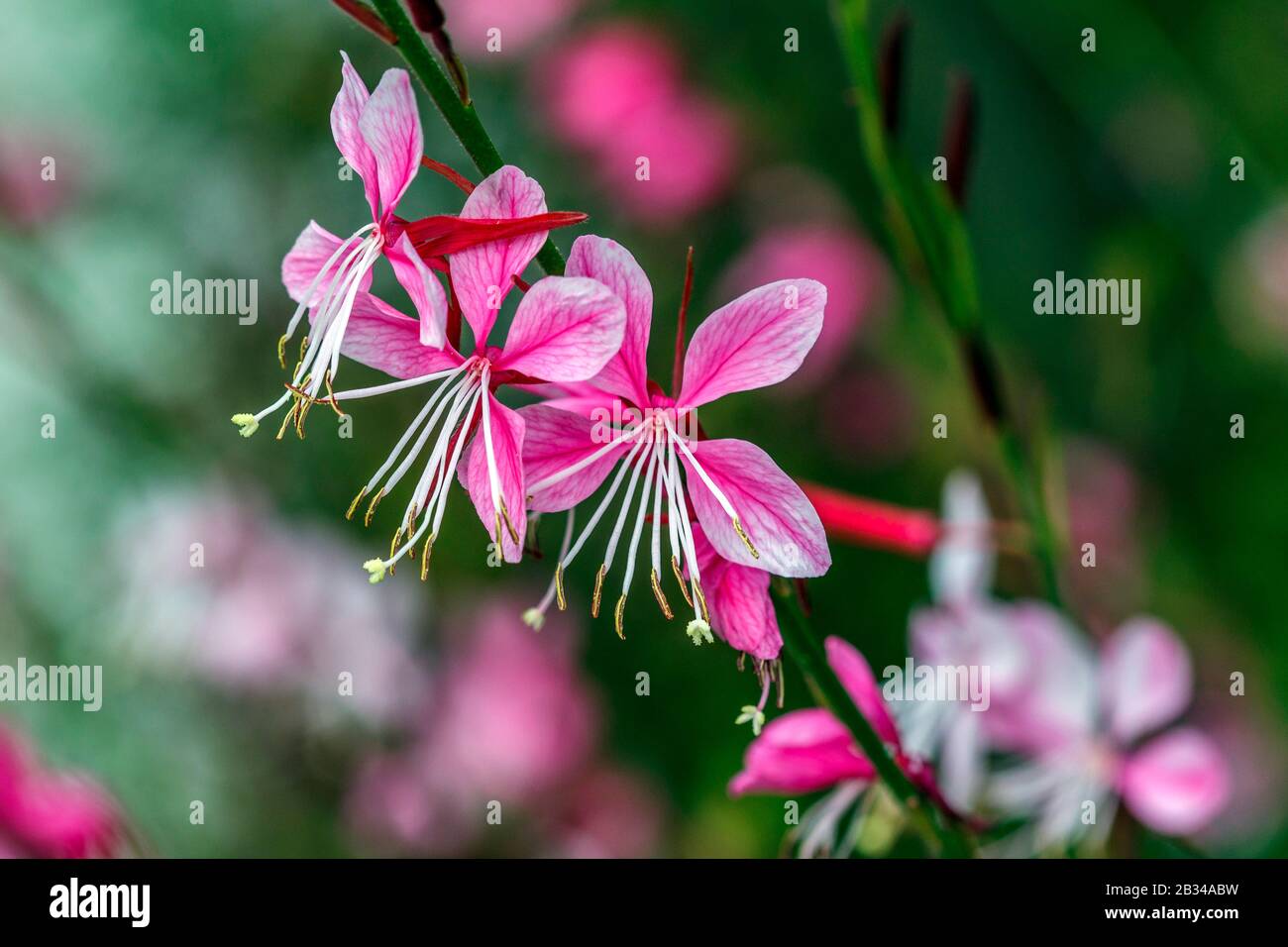 Pink Gaura Wand Flower Gaura Lindheimeri Flowers Bundesrepublik Deutschland Stock Photo Alamy