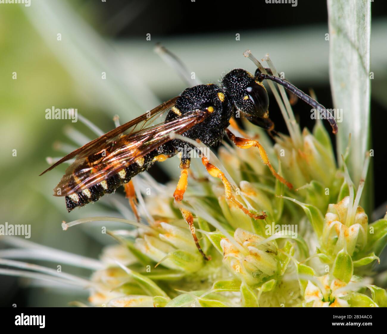 sand-tailed digger wasp (Cerceris arenaria), sitting on a Eryngium, Germany Stock Photo