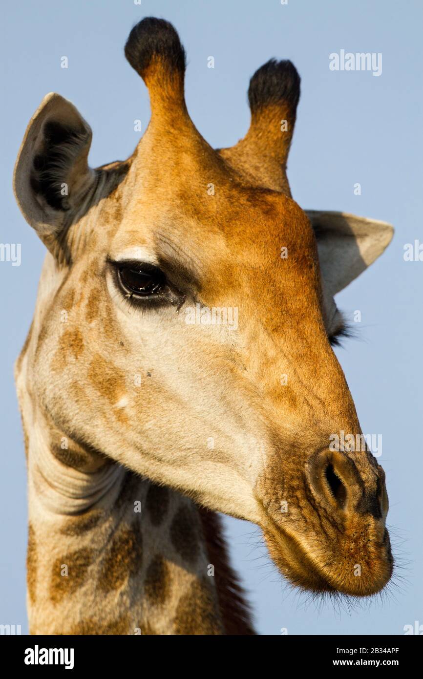 giraffe (Giraffa camelopardalis), portrait, Africa Stock Photo