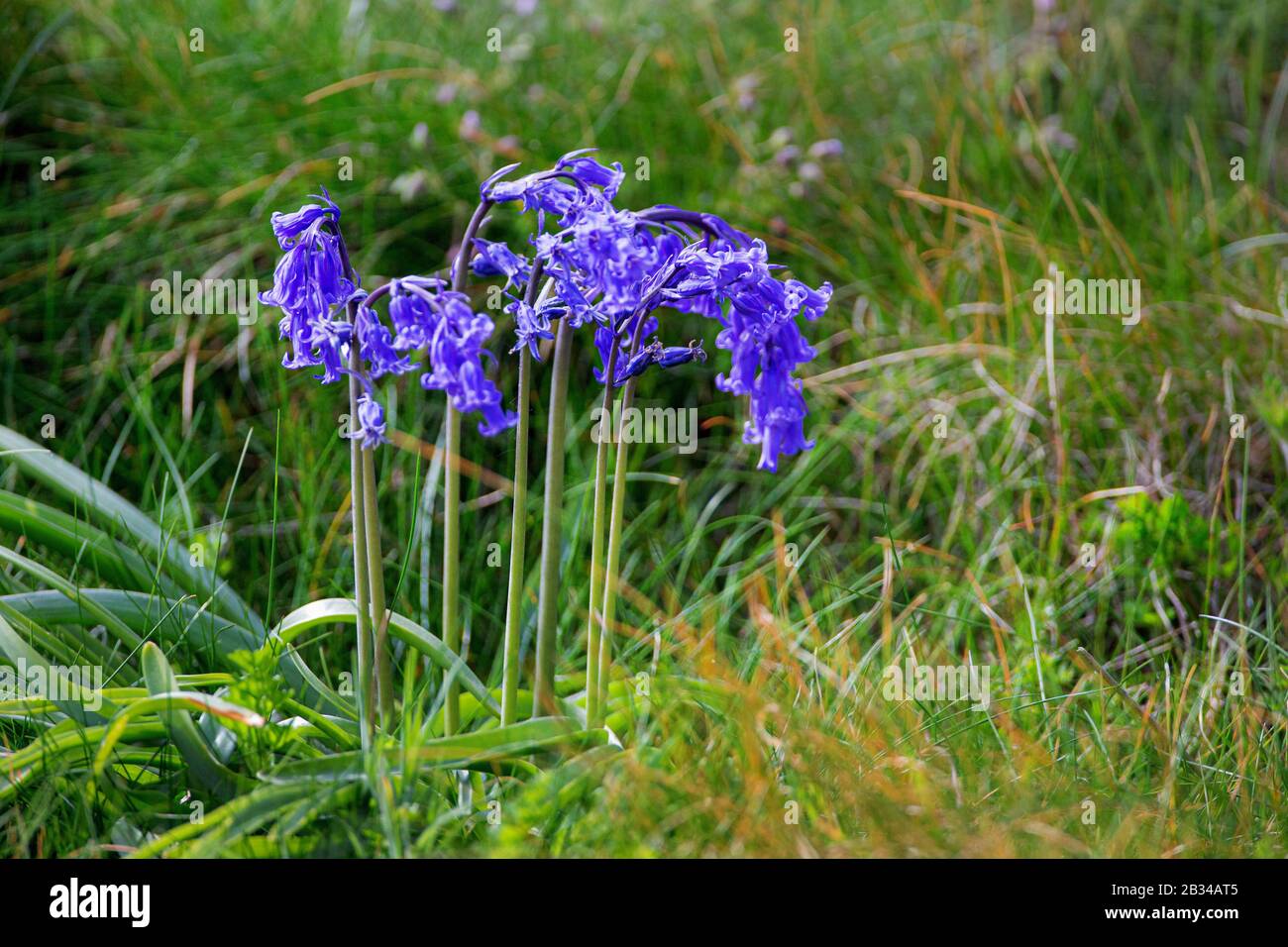 Atlantic bluebell (Hyacinthoides non-scripta, Endymion non-scriptus, Scilla non-scripta), blooming, France, Brittany Stock Photo