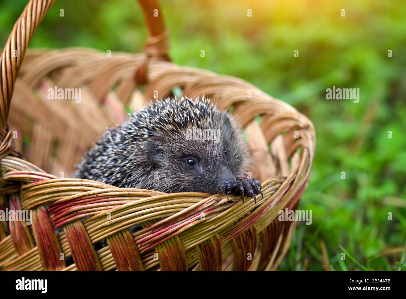 Hedgehog (Erinaceus Europaeus) in a basket on green grass Stock Photo