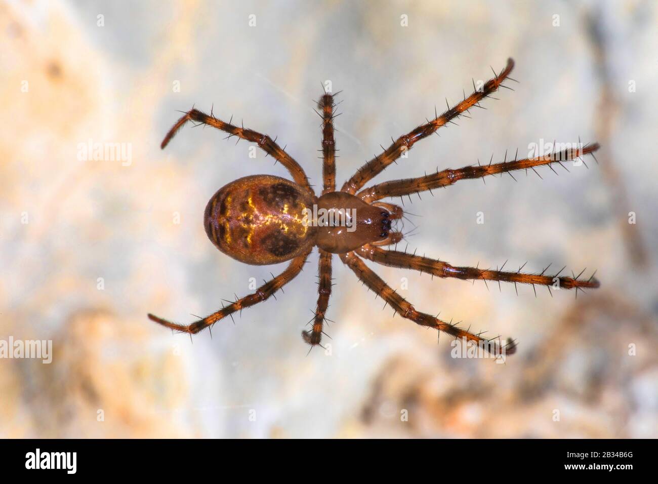 European cave spider, Orbweaving cave spider, Cave orbweaver, Cave spider (Meta menardi), top view, Germany Stock Photo