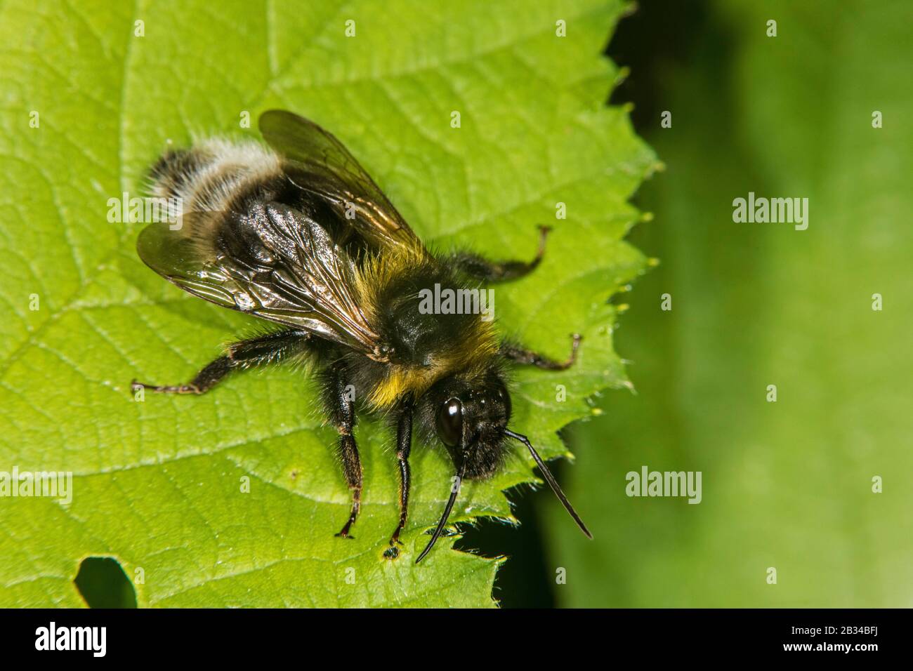 Barbut's cuckoo-bee (Bombus barbutellus), sitting on a leaf, Germany Stock Photo