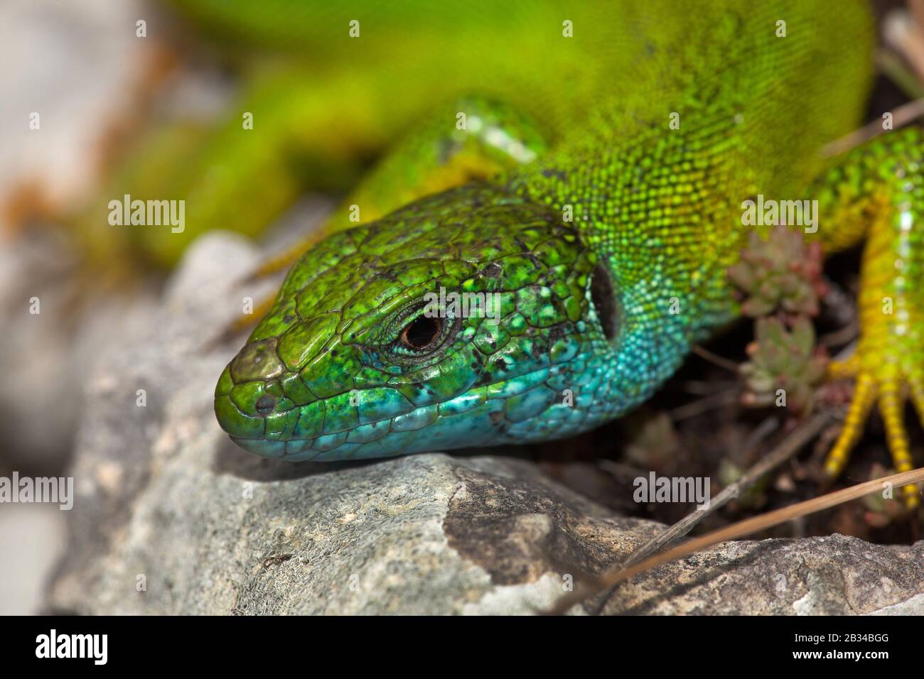Eastern Green Lizard, European green lizard, Emerald lizard (Lacerta viridis, Lacerta viridis viridis), portrait, side glance Stock Photo