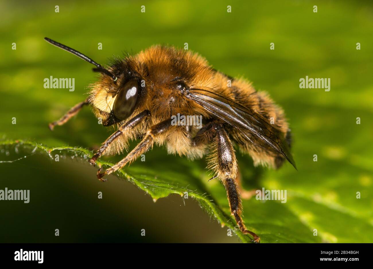 Fork-tailed Flower-Bee (Anthophora furcata), on a leaf, Germany Stock Photo