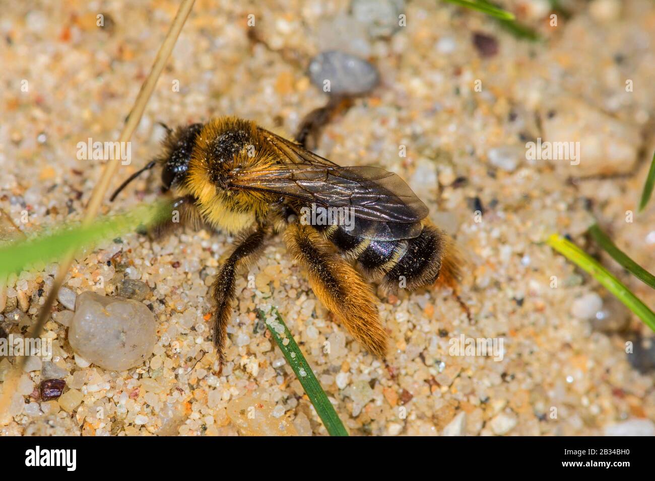 Pantaloon Bee (Dasypoda altercator, Dasypoda plumipes, Dasypoda hirtipes), sitting on sand, Germany Stock Photo