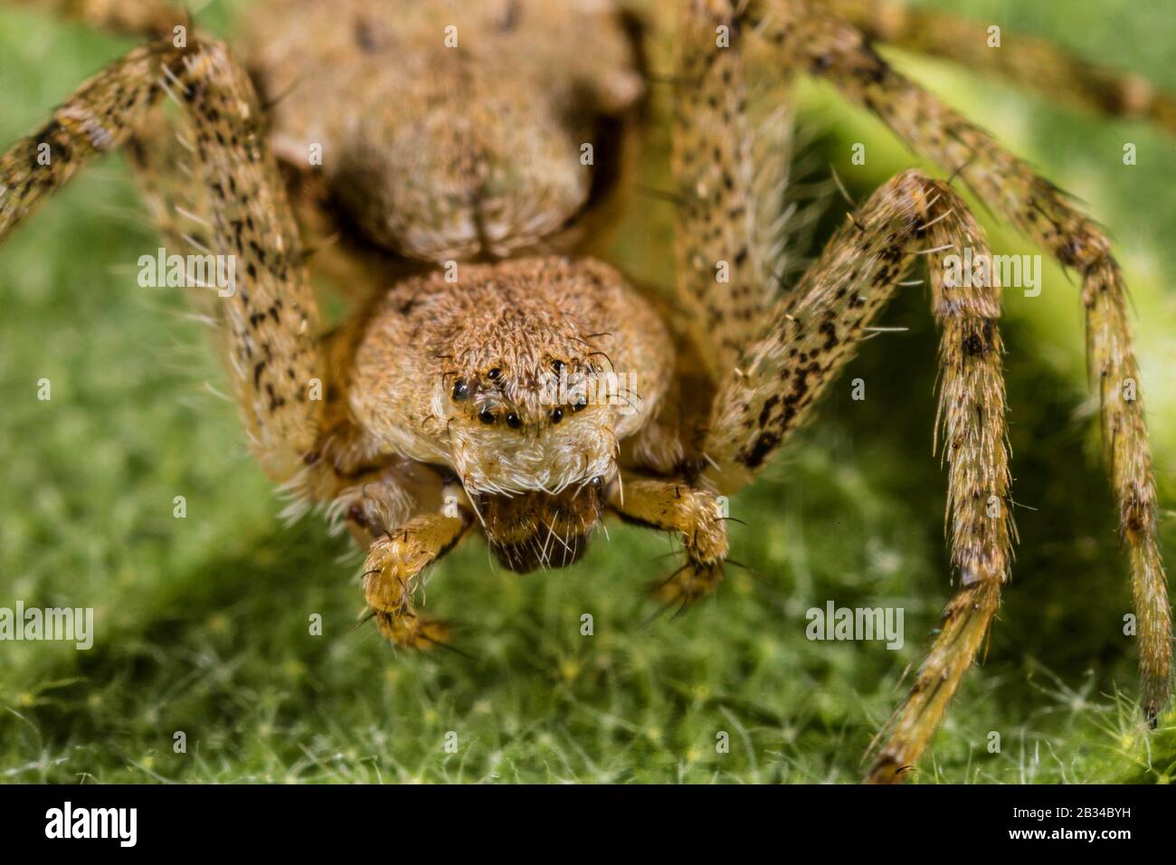 Philodromus (Philodromus margaritatus), front view, Germany Stock Photo