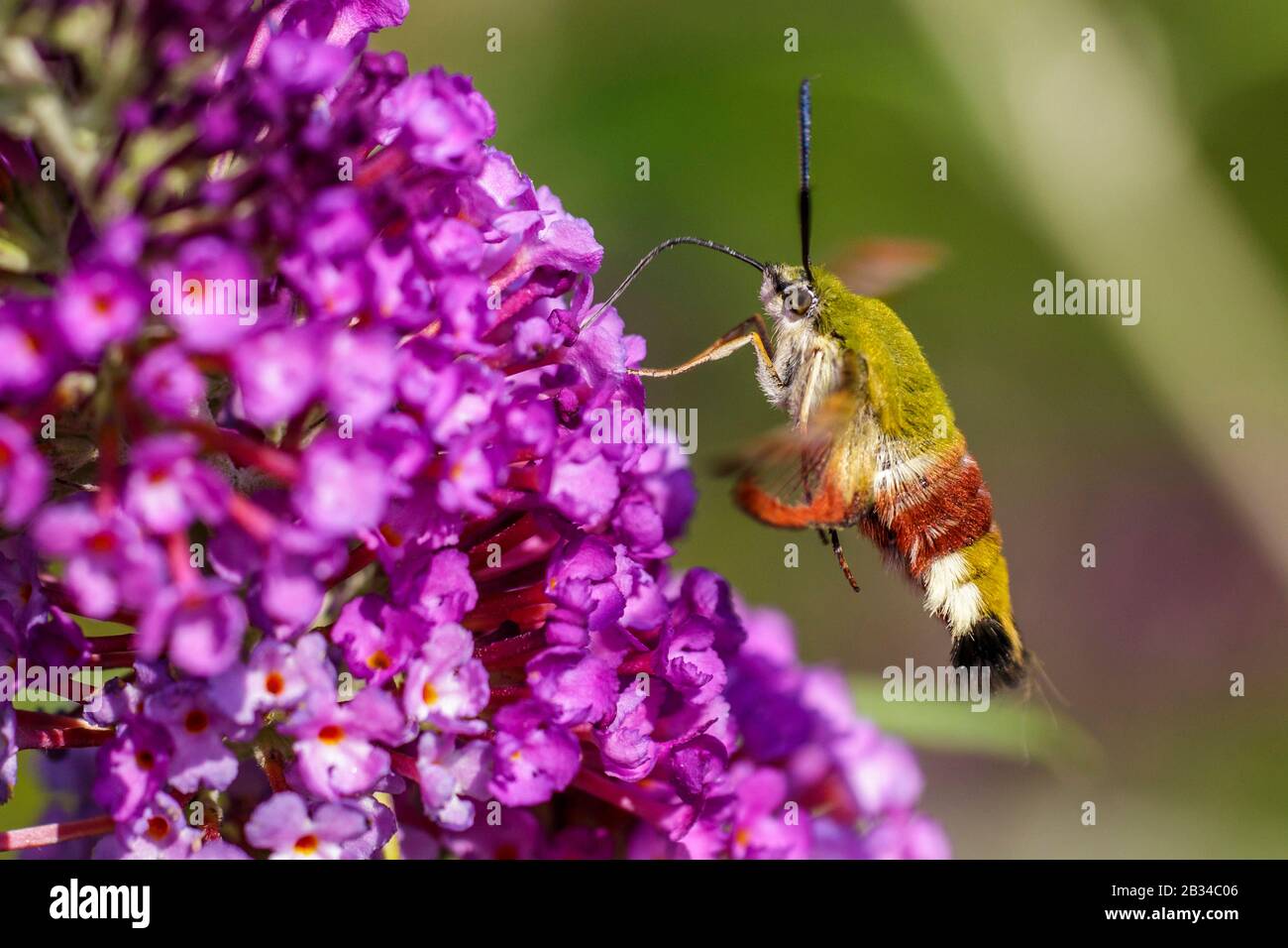 Broad-bordered bee hawk-moth, Broad-bordered bee hawkmoth (Hemaris fuciformis, Haemorrhagia fuciformis), sucking nectar on Buddleja flowers, Germany, Bavaria Stock Photo