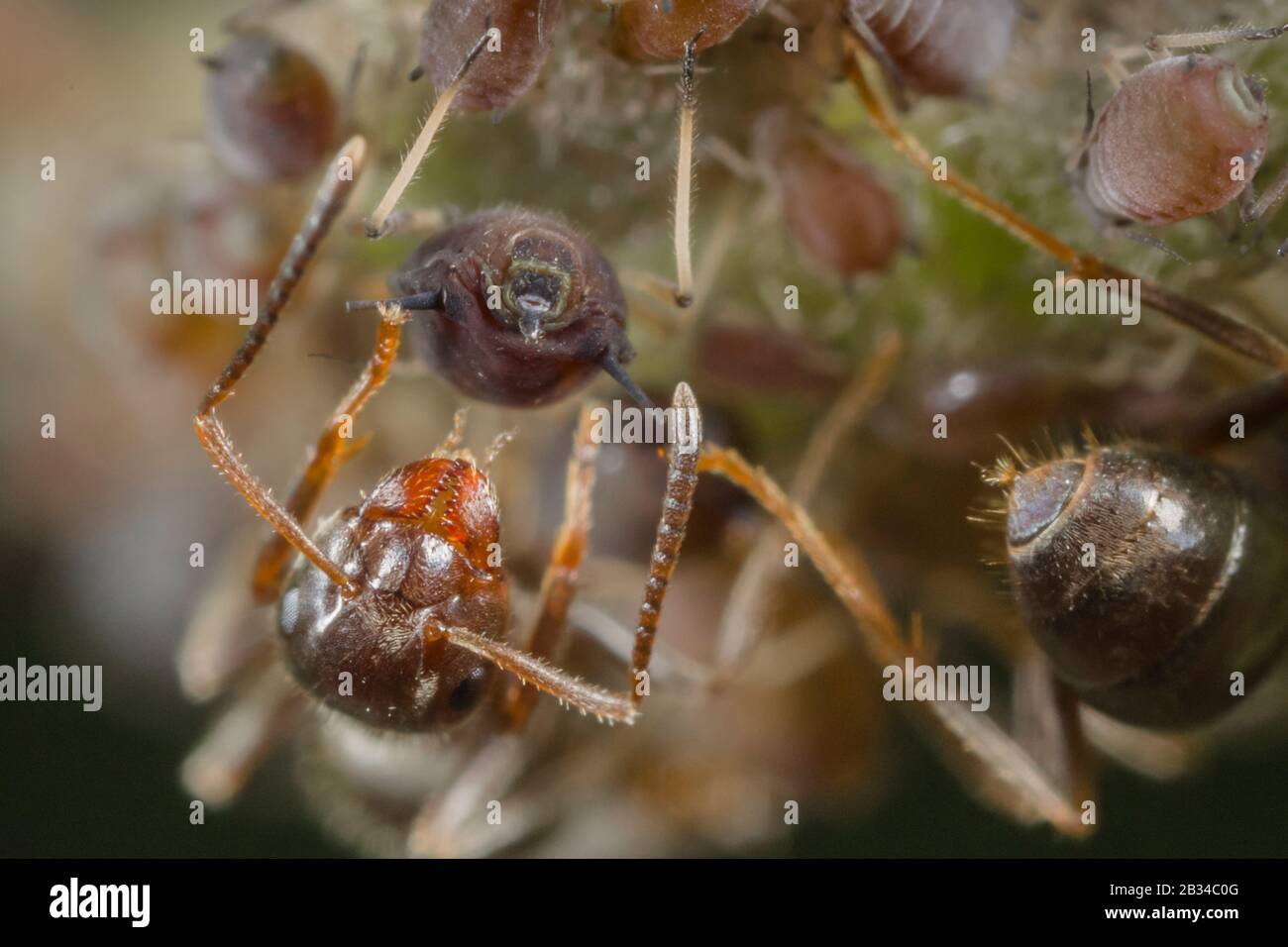 black ant, common black ant, garden ant (Lasius niger), encouraging aphids to release honeydew, Germany, Bavaria, Niederbayern, Lower Bavaria Stock Photo