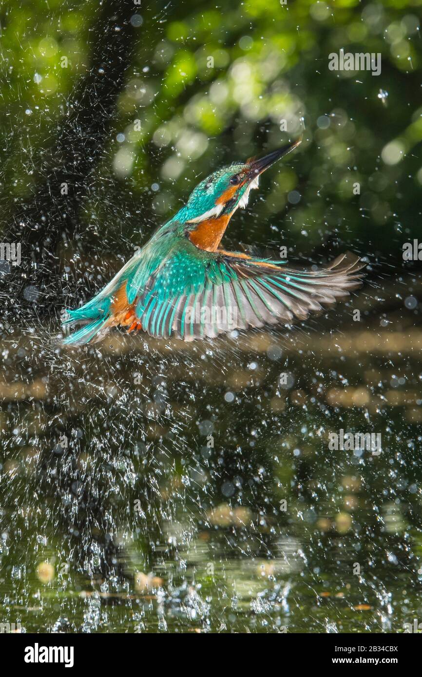 river kingfisher (Alcedo atthis), hunting, leaving the water, Netherlands, Naarden Stock Photo