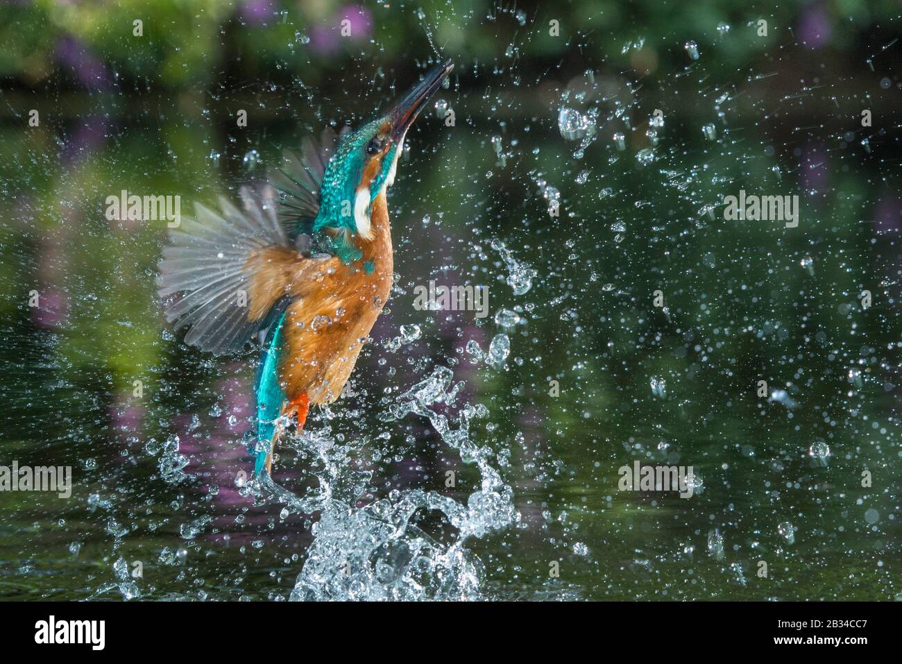 river kingfisher (Alcedo atthis), hunting, leaving the water, Netherlands, Naarden Stock Photo