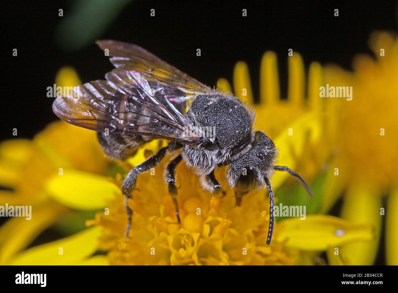 Dark bee (Stelis aterrima, Stelis punctulatissima), on a yellow composite, Germany, Bavaria Stock Photo