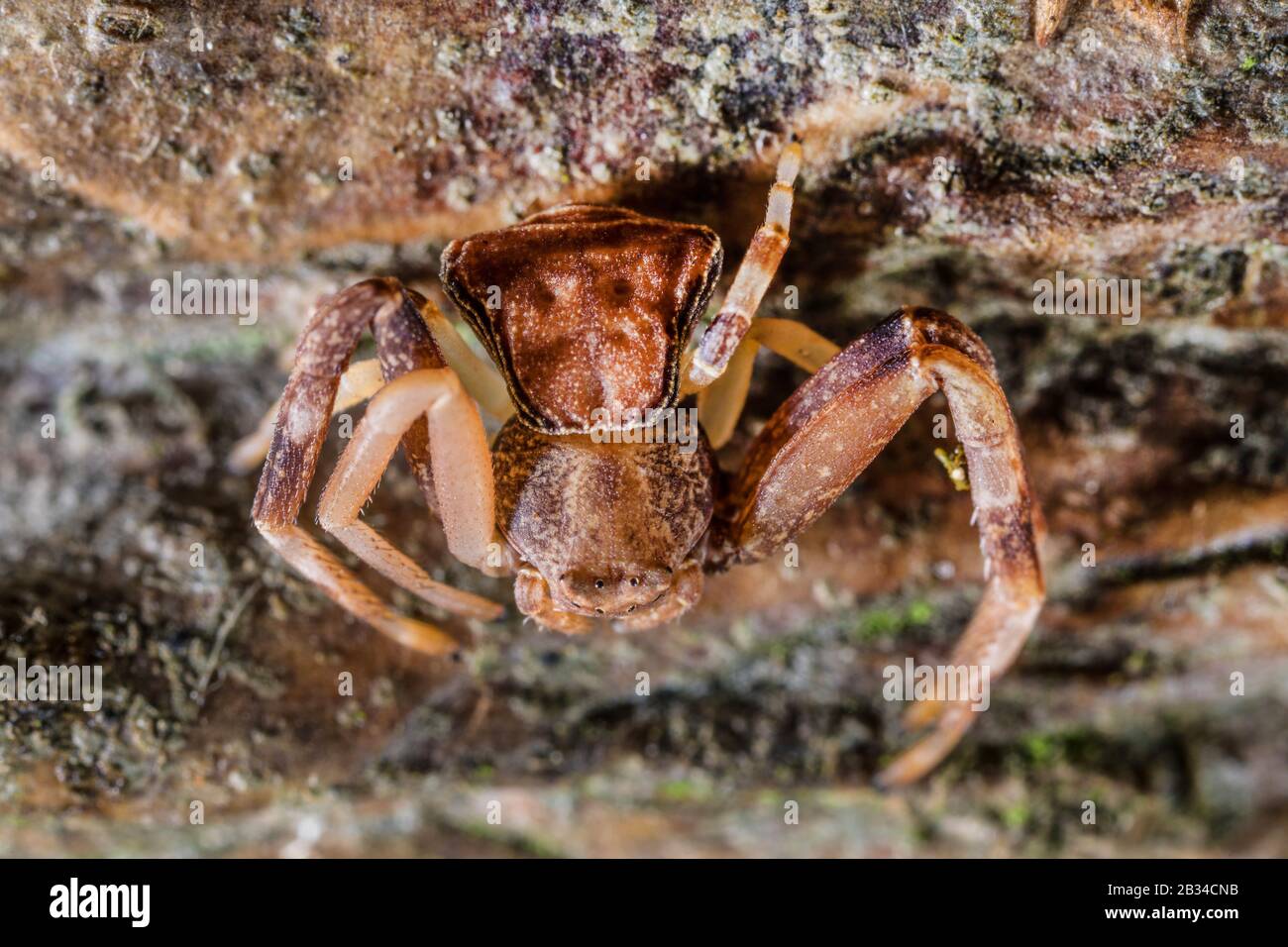 Crab Spider (Pistius truncatus), top view, Germany Stock Photo