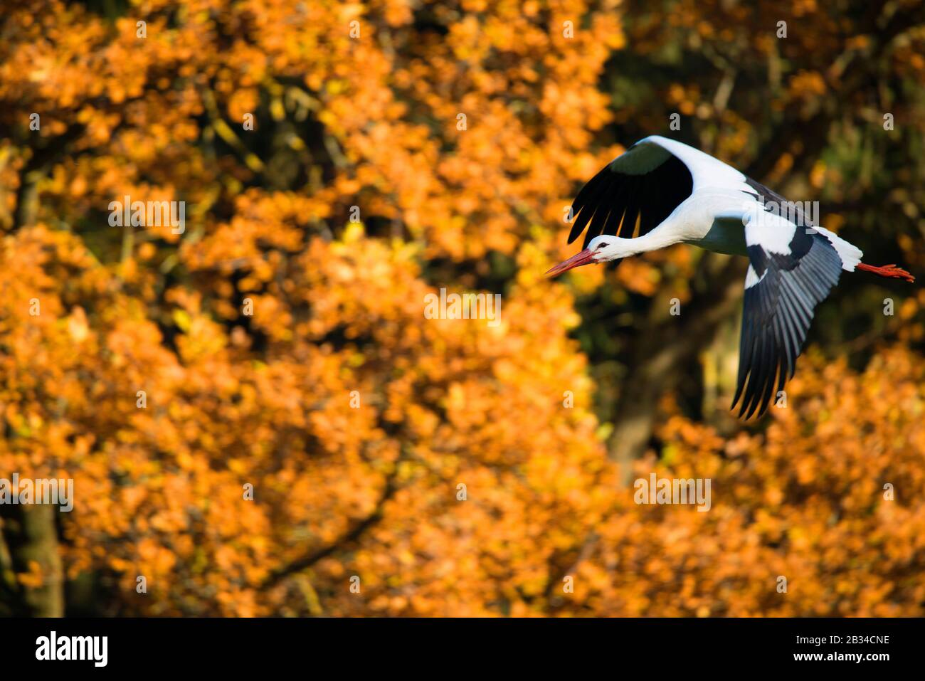 white stork (Ciconia ciconia), in flight in autumn, Germany Stock Photo