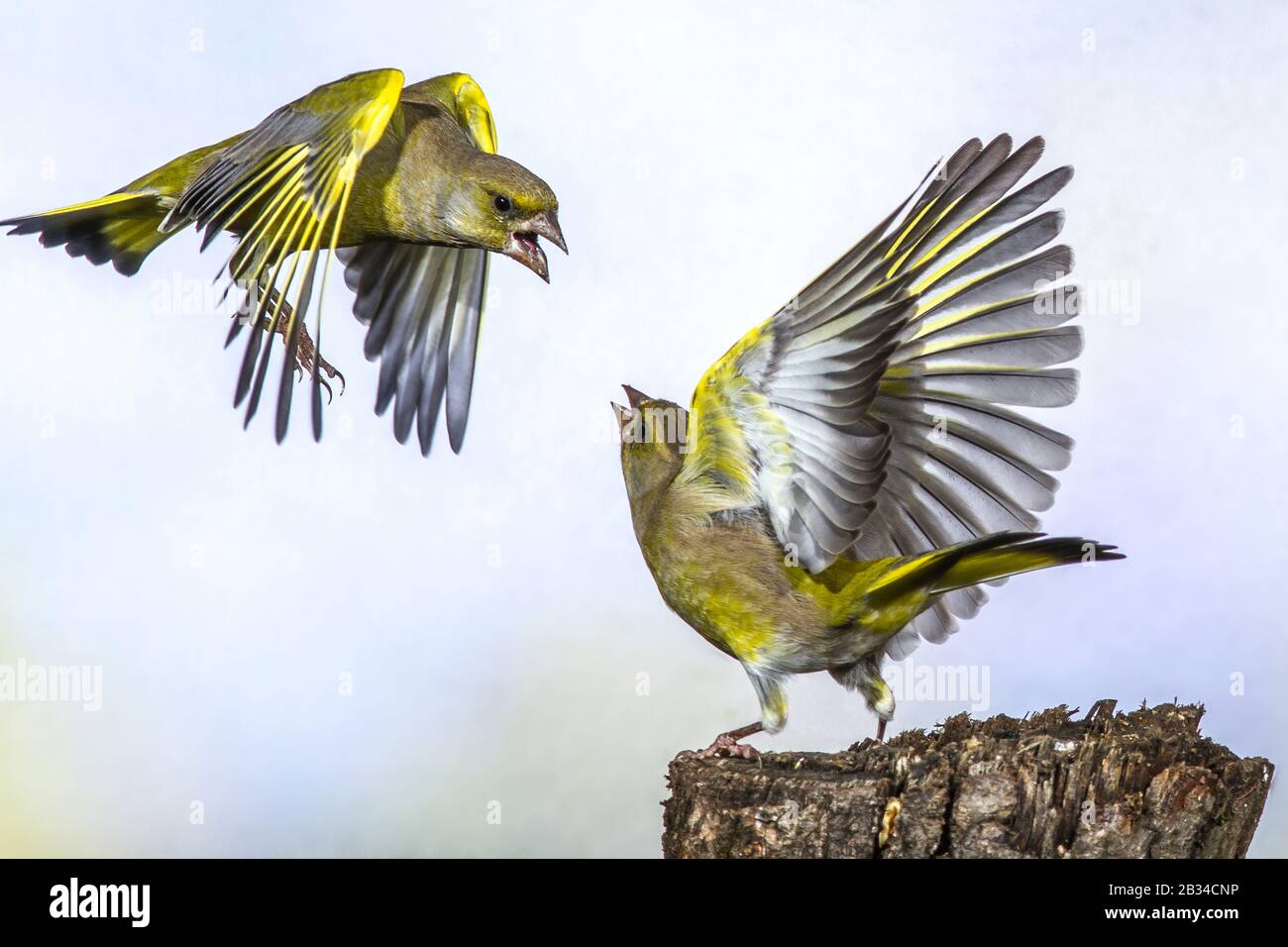 western greenfinch (Carduelis chloris, Chloris chloris), quarreling for feed, side view, Germany, Bavaria Stock Photo