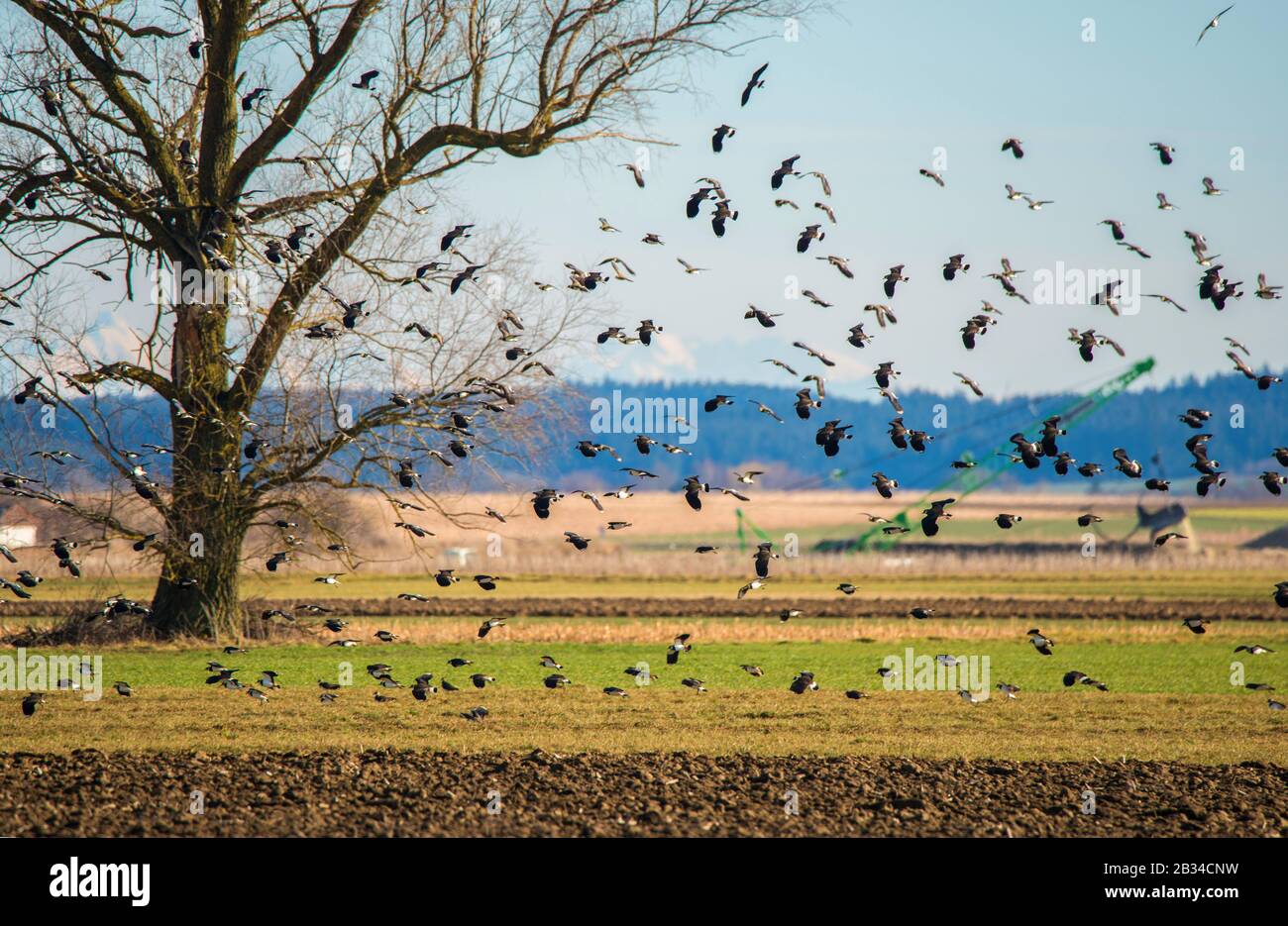 northern lapwing (Vanellus vanellus), flock in flight over a field, Germany Stock Photo
