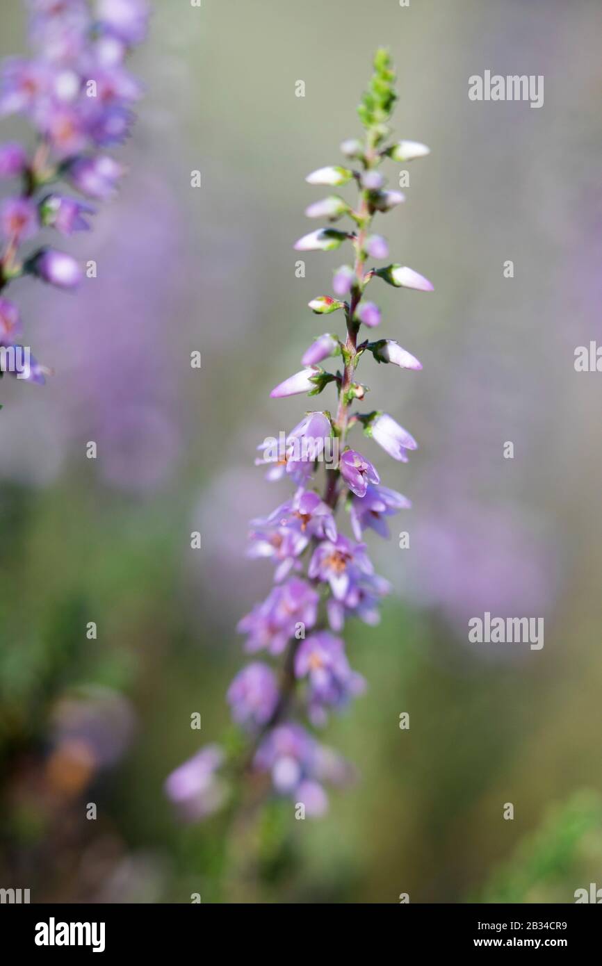 Common Heather, Ling, Heather (Calluna vulgaris), flowers, Germany, Bavaria, Oberbayern, Upper Bavaria Stock Photo