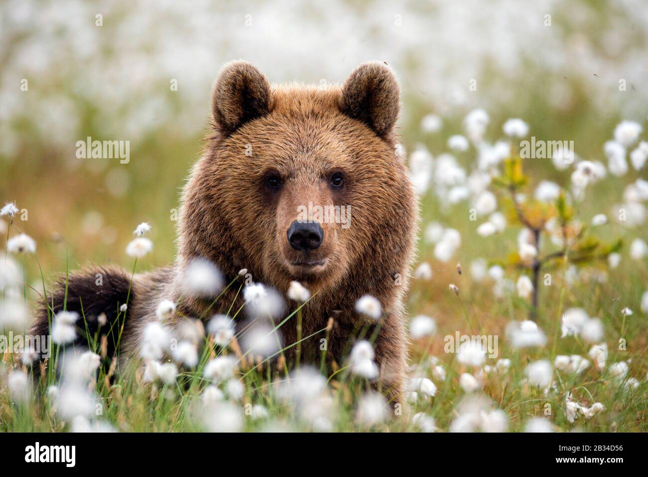 European brown bear (Ursus arctos arctos), in cotton-grasses, portrait, Finland, Karelia, Suomussalmi Stock Photo