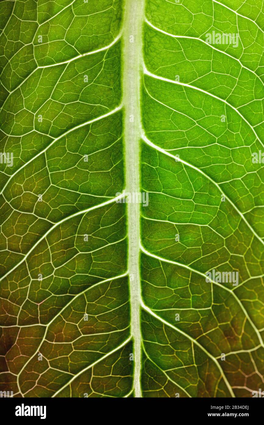 Leaf macro texture hi-res stock photography and images - Alamy