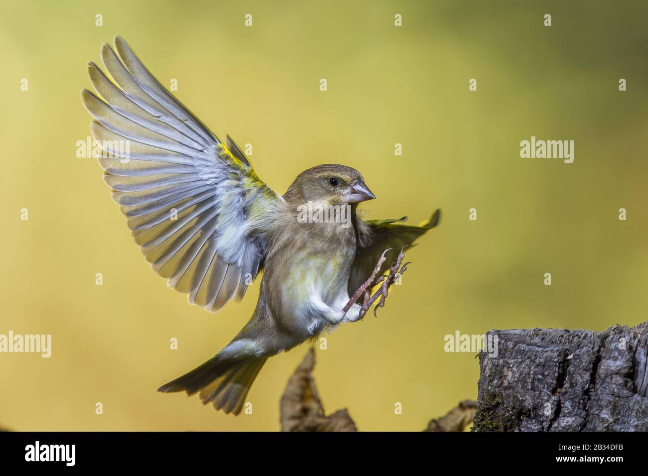 western greenfinch (Carduelis chloris, Chloris chloris), in landing approach at a tree stump, side view, Germany, Bavaria Stock Photo