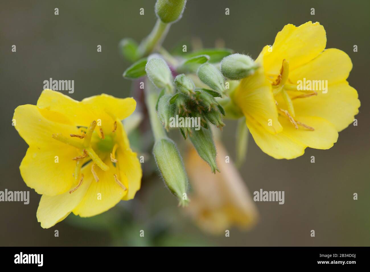 evening primrose (Oenothera spec.), flowers, Germany, Bavaria, Oberbayern, Upper Bavaria Stock Photo