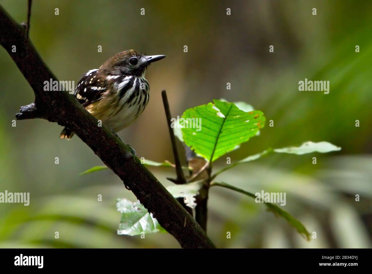 Dot-backed Antbird, Hylophylax punctulatus (Hylophylax punctulatus), sitting on a branch, South America Stock Photo