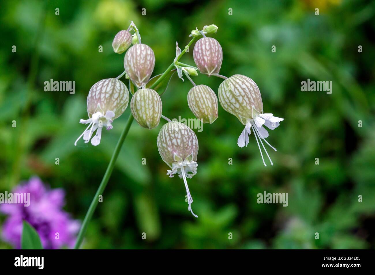 bladder campion, maiden's tears (Silene vulgaris), blooming, Switzerland Stock Photo