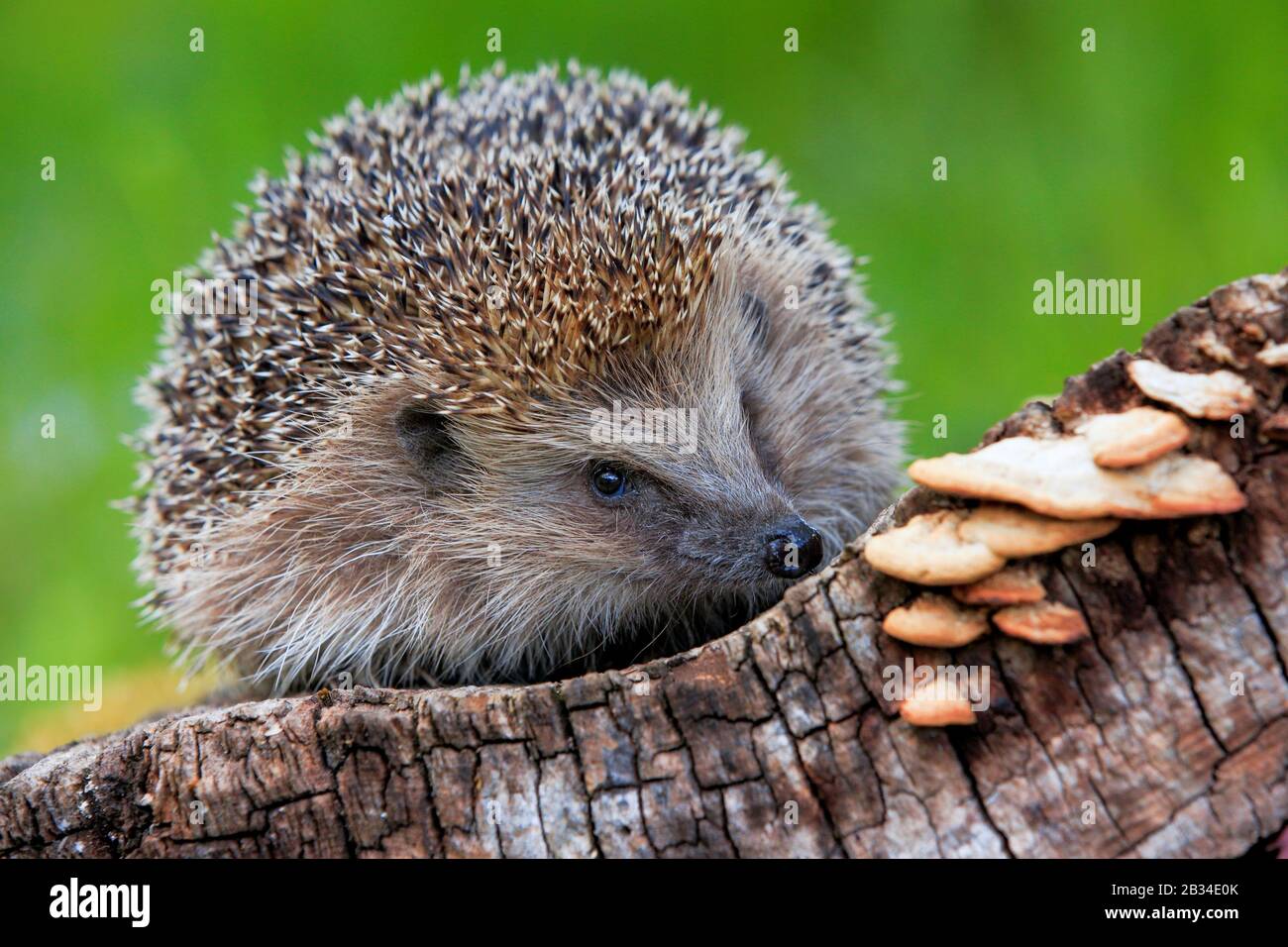 Western hedgehog, European hedgehog (Erinaceus europaeus), on deadwood with mushrooms, Switzerland Stock Photo